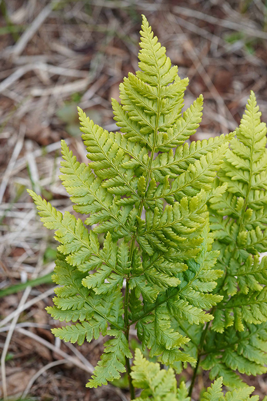 Dryopteris expansa