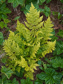 Dryopteris expansa