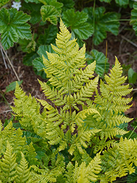 Dryopteris expansa