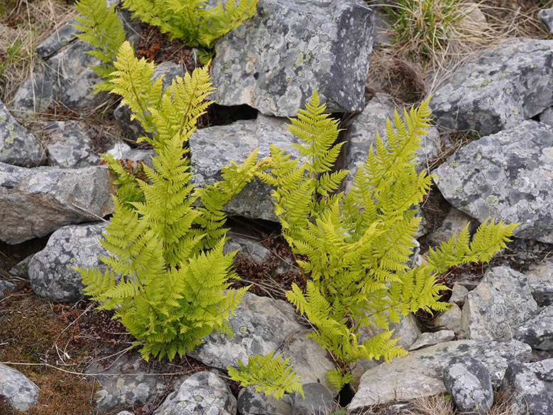 Dryopteris expansa