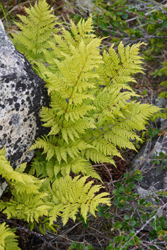 Dryopteris expansa