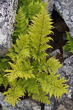 Dryopteris expansa