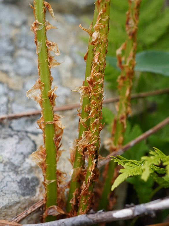 Dryopteris expansa