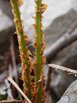 Dryopteris expansa
