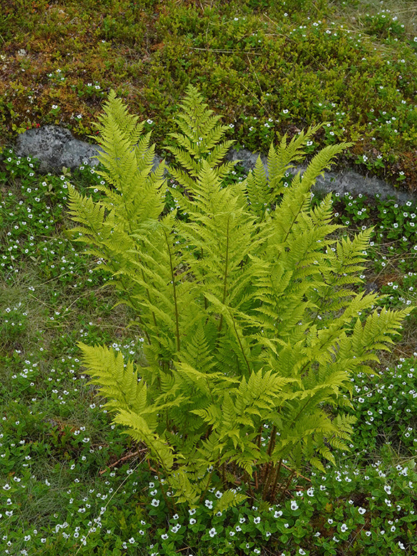 Dryopteris expansa