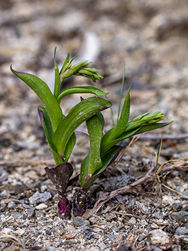 Epipactis atrorubens