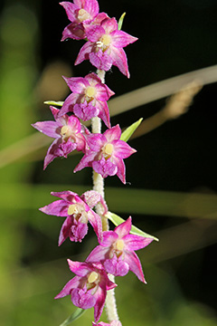 Epipactis atrorubens