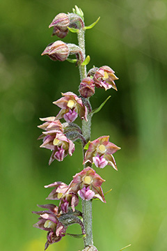 Epipactis atrorubens