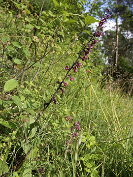 Epipactis atrorubens