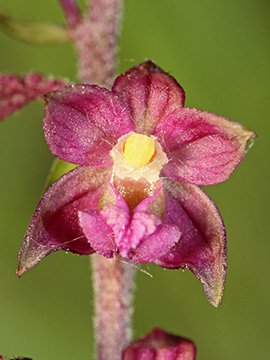 Epipactis atrorubens