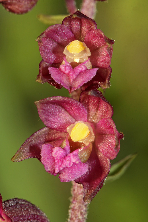 Epipactis atrorubens