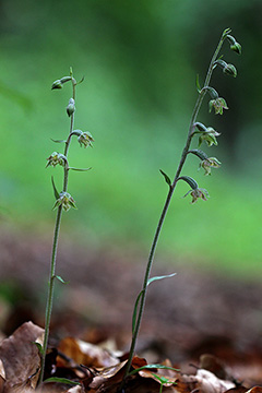 Epipactis microphylla