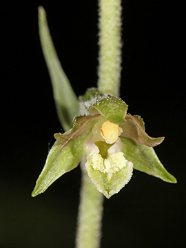 Epipactis microphylla
