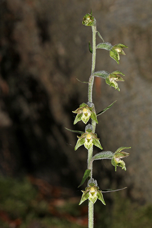 Epipactis microphylla