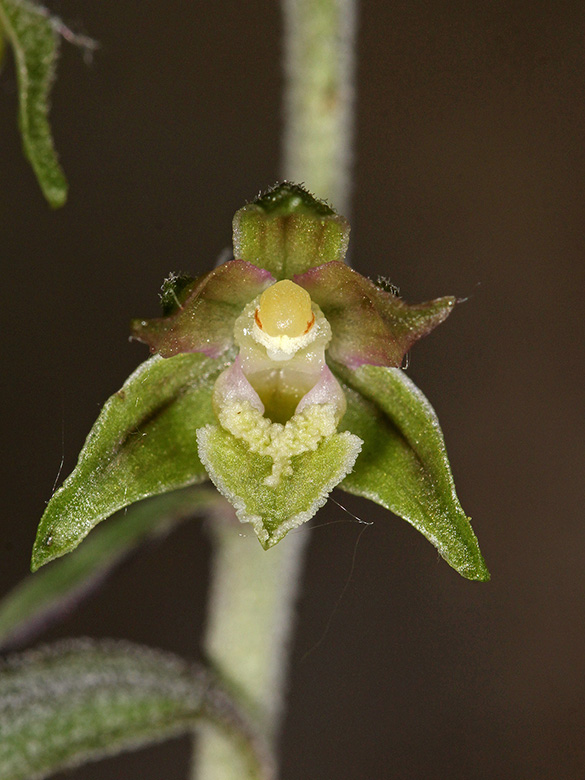Epipactis microphylla