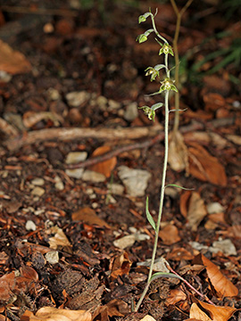 Epipactis microphylla