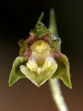 Epipactis microphylla