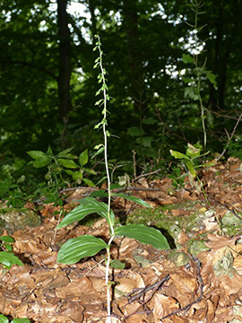Epipactis moratoria