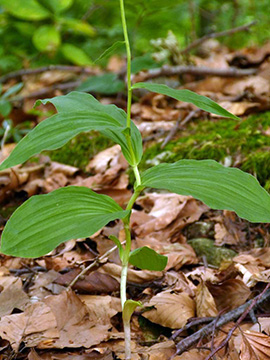 Epipactis moratoria