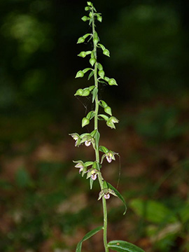 Epipactis moratoria