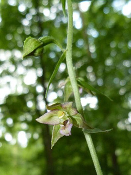 Epipactis moratoria