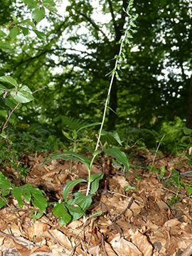 Epipactis moratoria