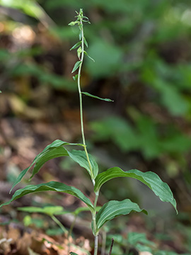Epipactis moratoria