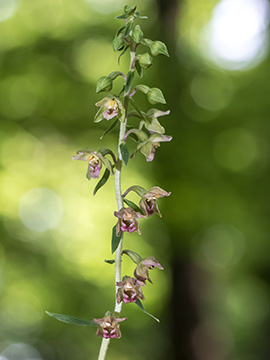 Epipactis moratoria