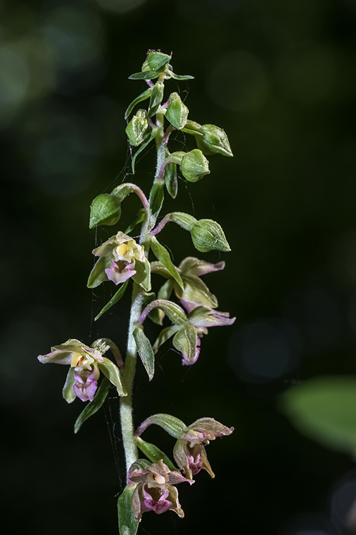 Epipactis moratoria