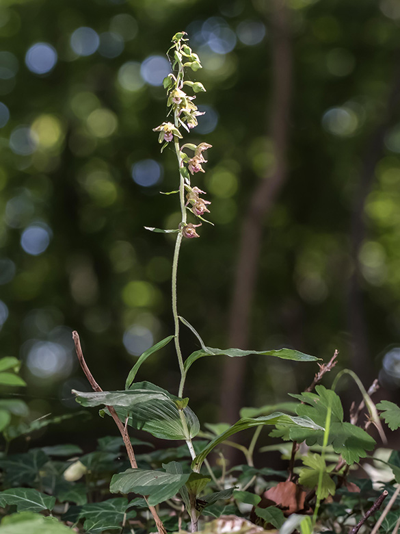 Epipactis moratoria