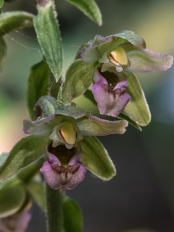 Epipactis moratoria