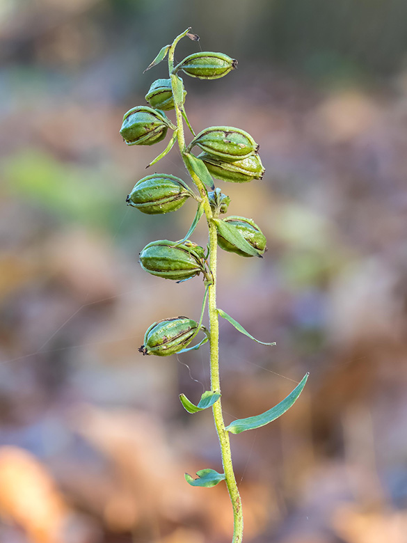 Epipactis moratoria