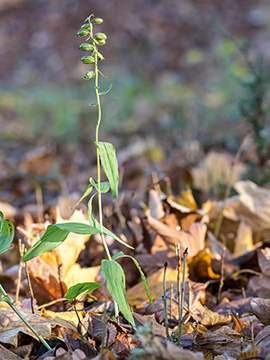 Epipactis moratoria