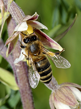 Epipactis palustris