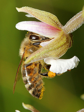 Epipactis palustris