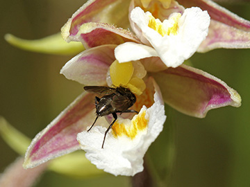 Epipactis palustris