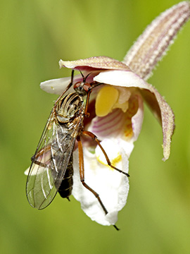 Epipactis palustris