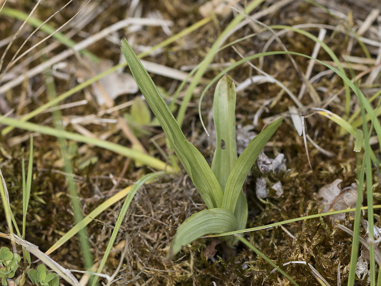 Epipactis palustris
