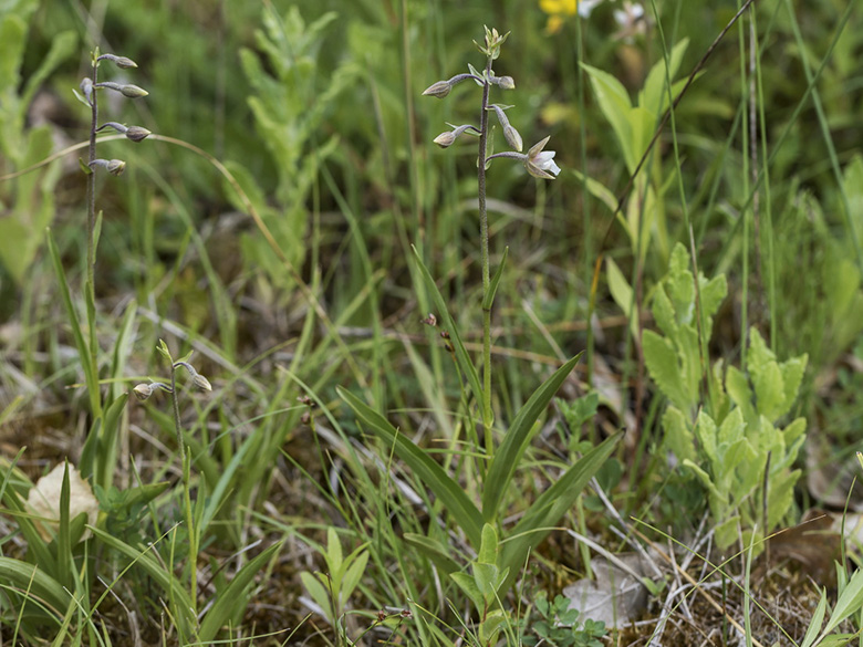Epipactis palustris