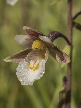 Epipactis palustris