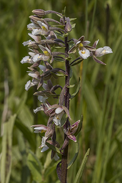 Epipactis palustris