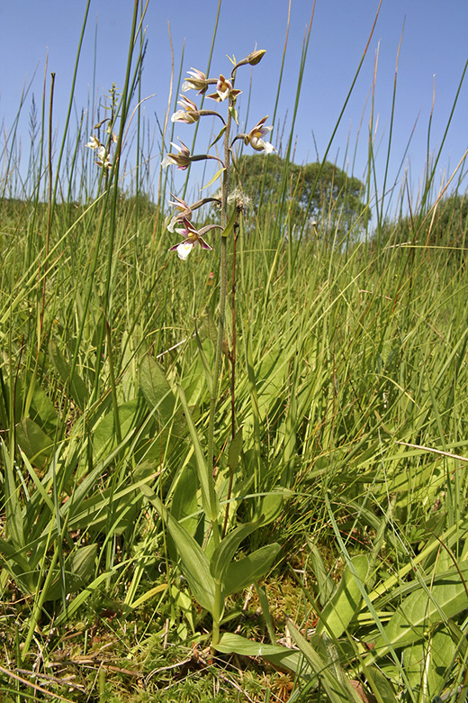 Epipactis palustris