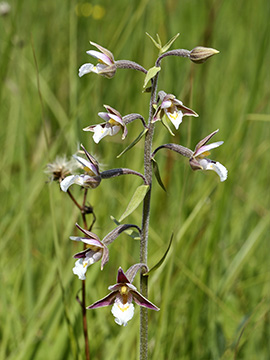 Epipactis palustris