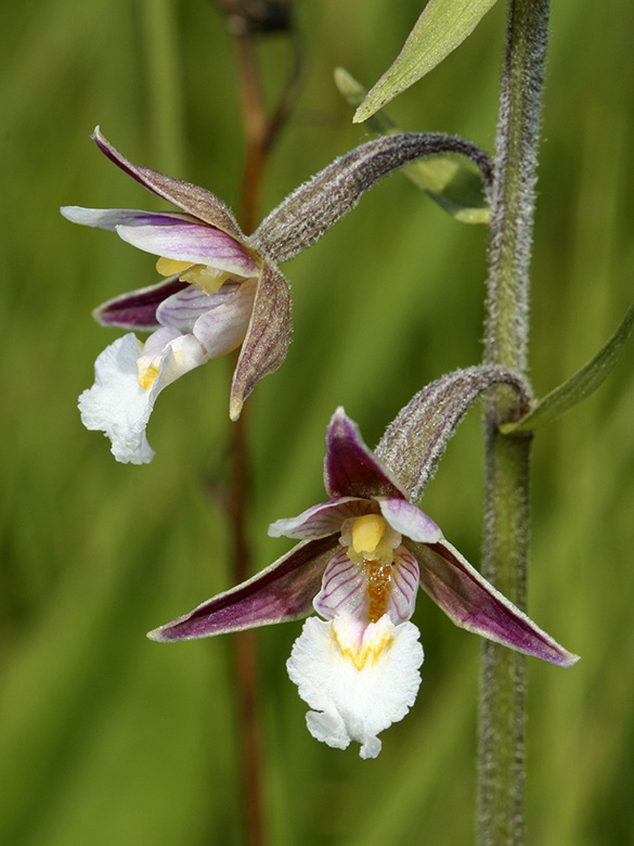 Epipactis palustris