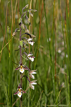 Epipactis palustris
