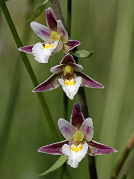 Epipactis palustris
