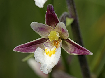 Epipactis palustris