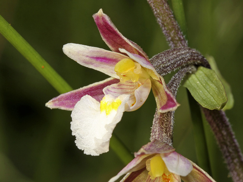 Epipactis palustris