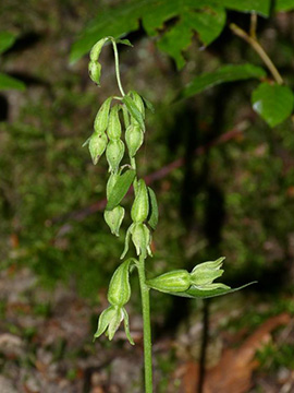 Epipactis phyllanthes