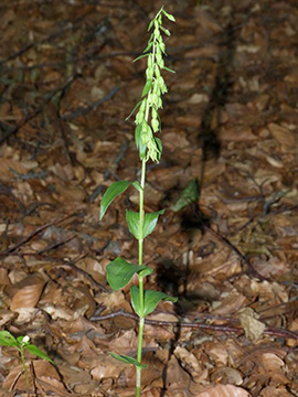 Epipactis phyllanthes